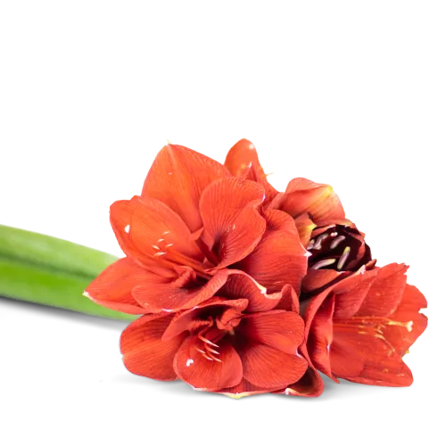 Amarylis na přání